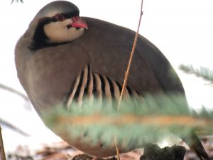 chukar3