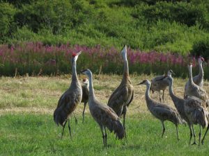 Species Profile: Sandhill Crane