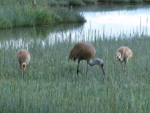 Species Profile: Sandhill Crane