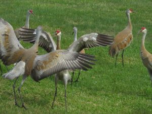 Species Profile: Sandhill Crane