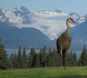 Lesser Sandhill Crane – April Bird of the Month – 2018 – Kachemak