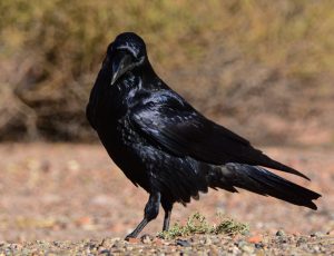 Corvid of the month: Rooks