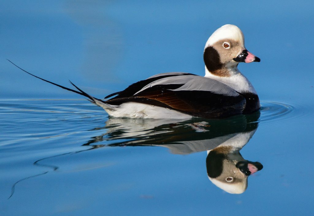 Longtailed Duck January Bird of the Month 2019 Kachemak Bay Birders