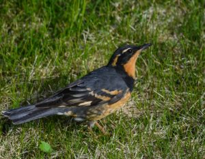 varied thrush