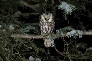 northern saw whet owl habitat