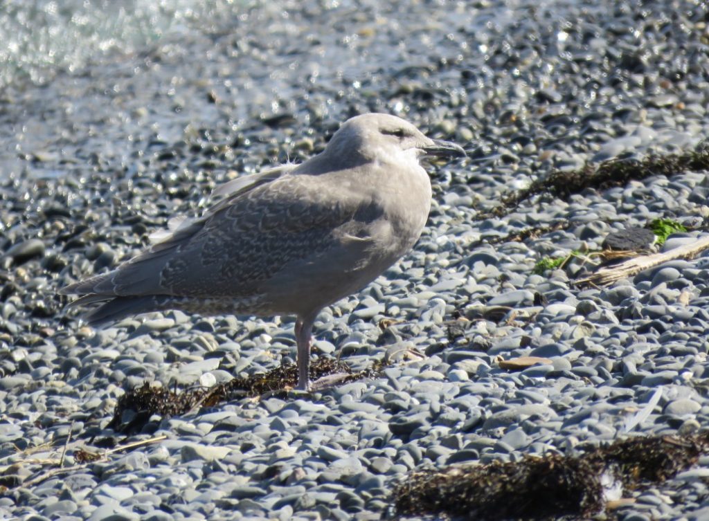 June ID tips: Juvenile Rook and Carrion Crow - BirdGuides