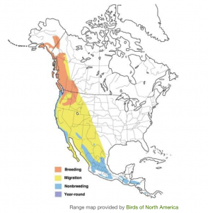 blackpoll warbler migration map