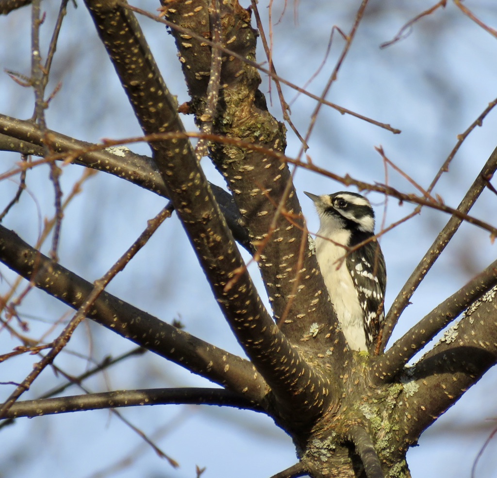 Downy Woodpecker – March Bird of the Month – 2018 – Kachemak Bay Birders