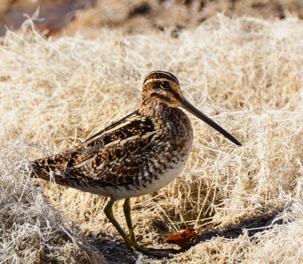 Wilson’s Snipe – May Bird of the Month – 2018 – Kachemak Bay Birders