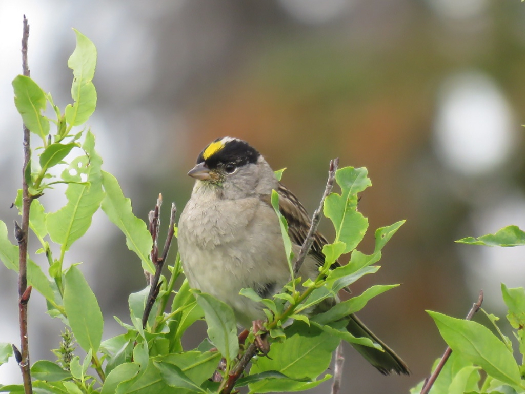 Golden-crowned Sparrow – June Bird of the Month – 2018 – Kachemak Bay