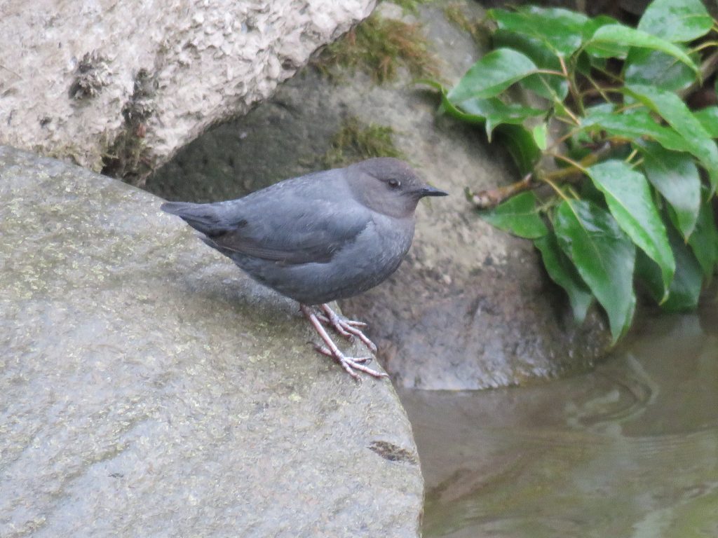 American Dipper – December Bird of the Month – 2018 – Kachemak Bay Birders