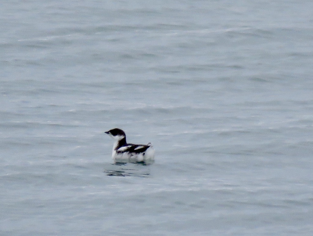 Marbled Murrelett – August Bird of the Month – Kachemak Bay Birders