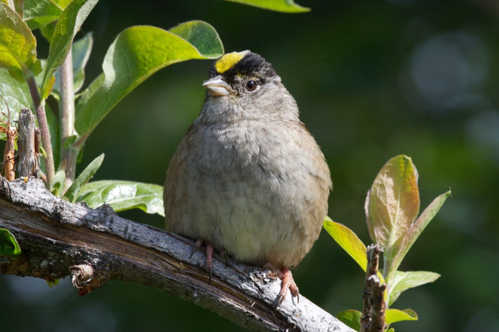 Golden-crowned Sparrow – June Bird of the Month – 2018 – Kachemak Bay
