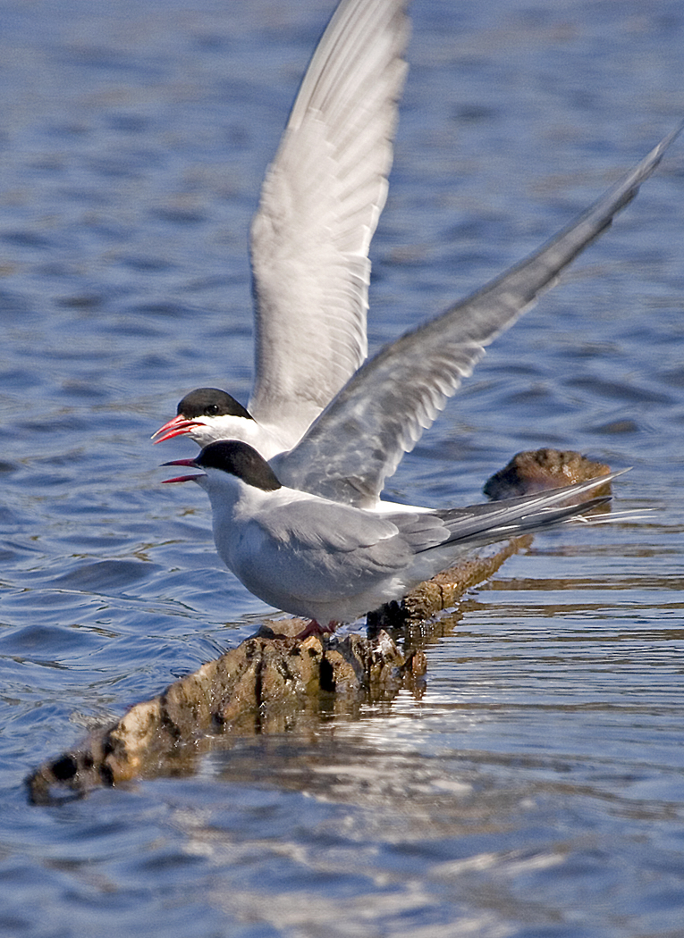 Arctic Tern – July Bird of the Month – 2018 – Kachemak Bay Birders