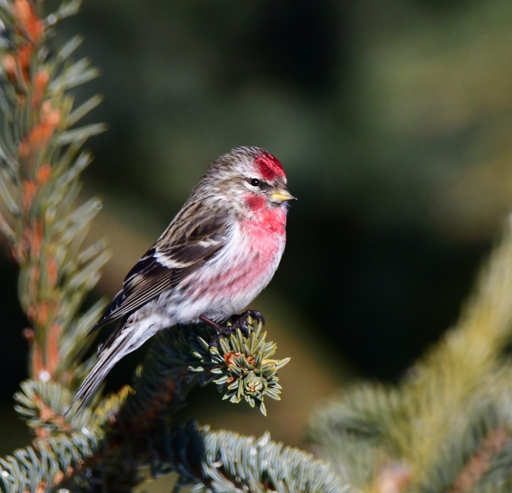 Common Redpoll – November Bird of the Month – 2018 – Kachemak Bay Birders
