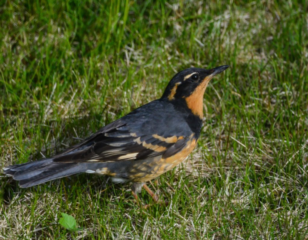 Varied Thrush – April Bird of the Month – 2019 – Kachemak Bay Birders