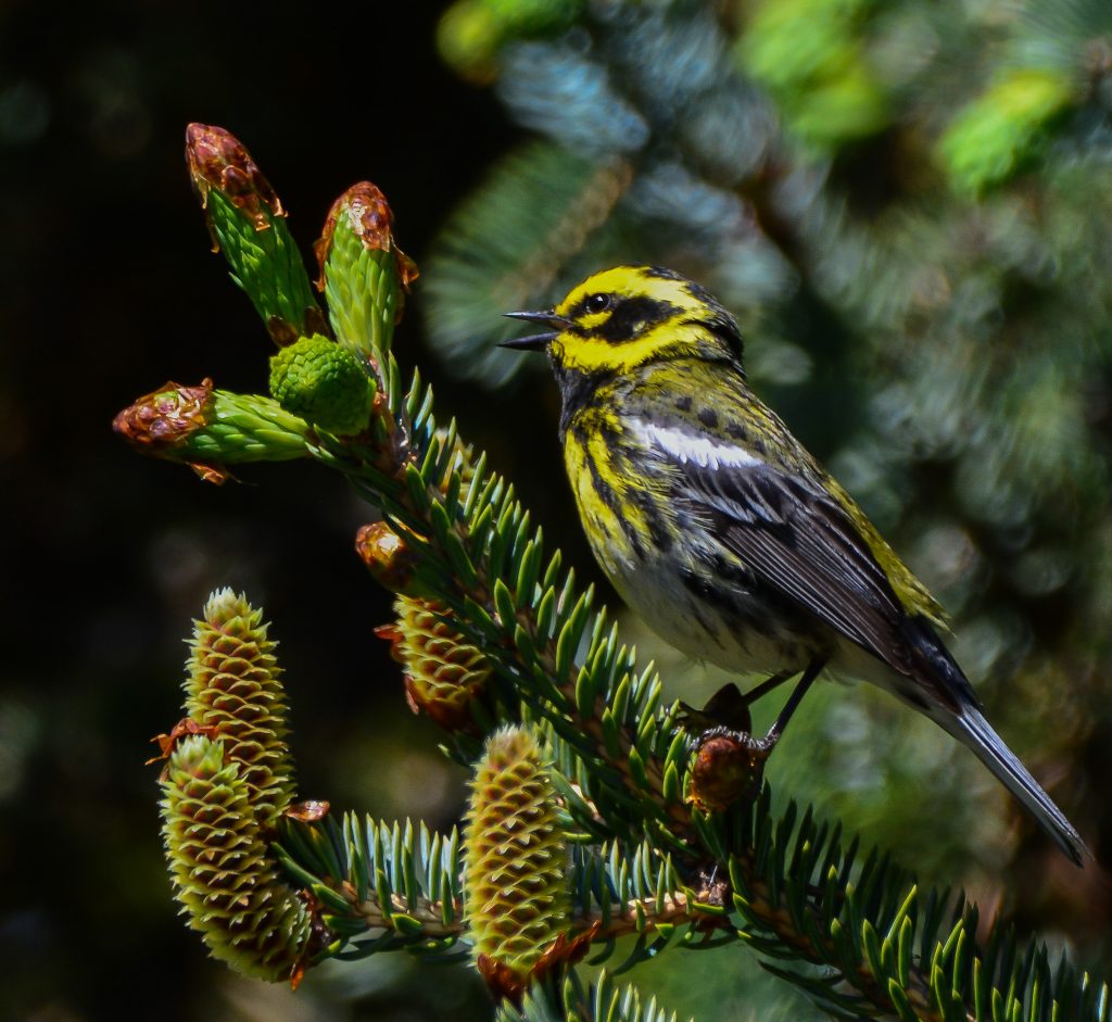 May 2019 Bird of the Month – Kachemak Bay Birders