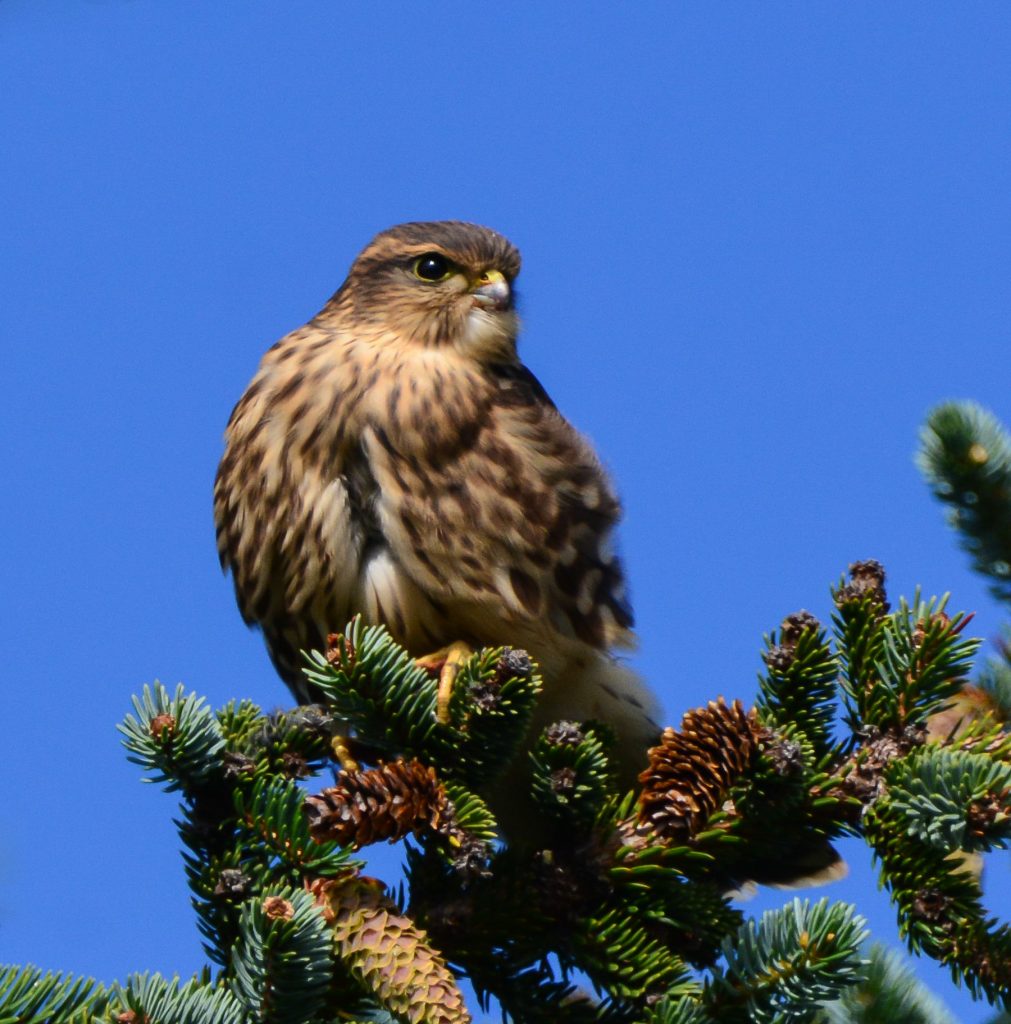 June 2019 Bird of the Month – Merlin – Kachemak Bay Birders