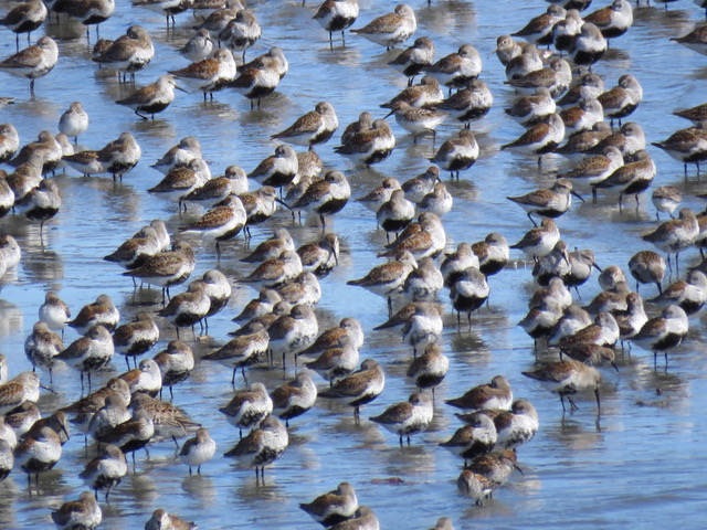 Kachemak Bay Birders – It's a Great Day to Bird